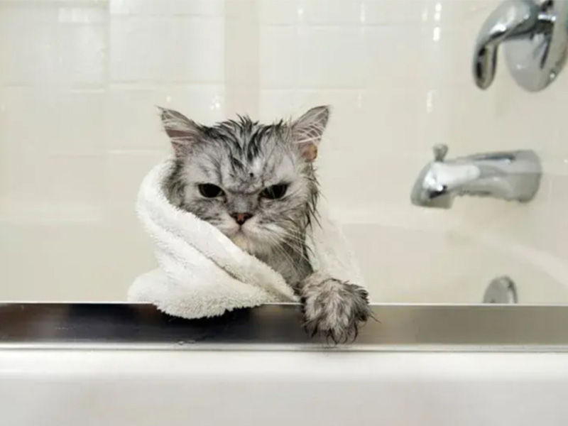 Нужно ли Купать Кошек? Когда, Как и Когда Не Следует Купать Кота
