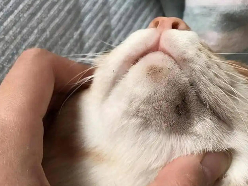 Jerawat di Dagu Kucing: Punca, Rawatan dan Cara Mencegahnya
